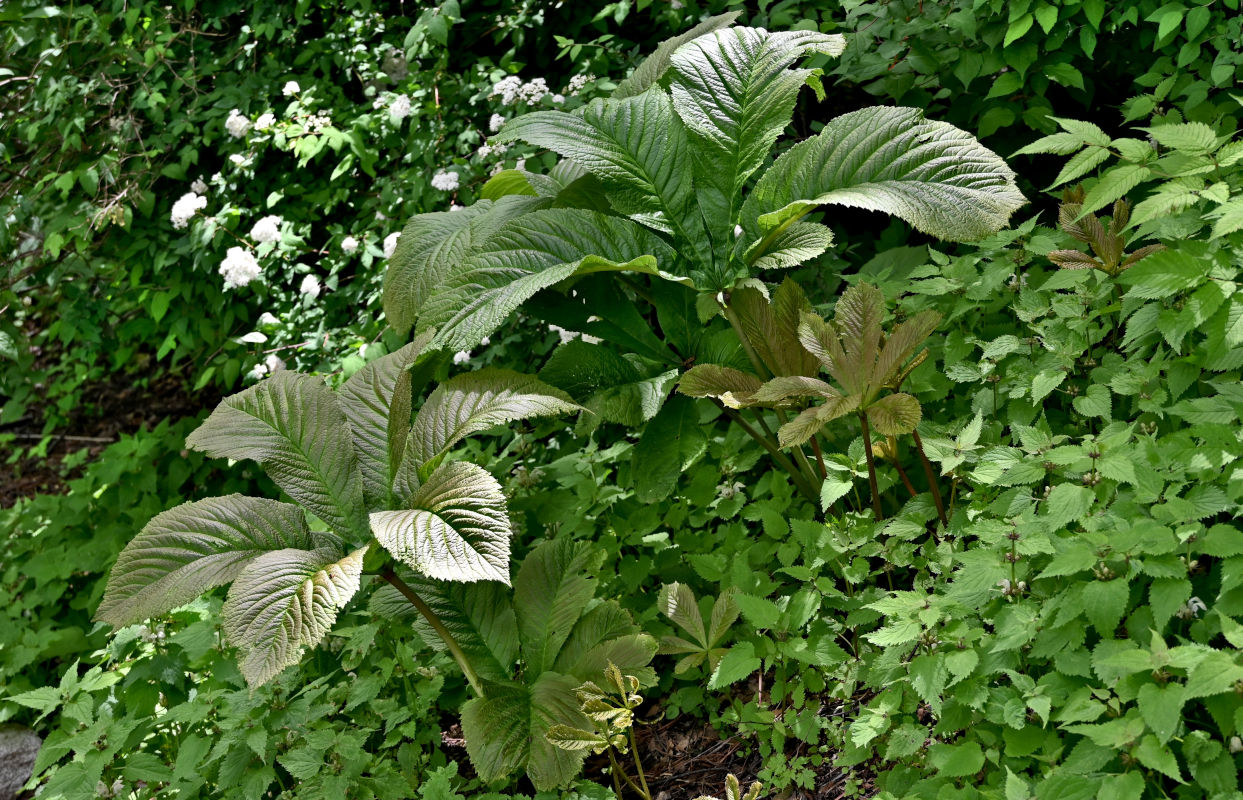 Изображение особи Rodgersia aesculifolia.
