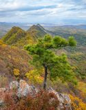 Pinus koraiensis