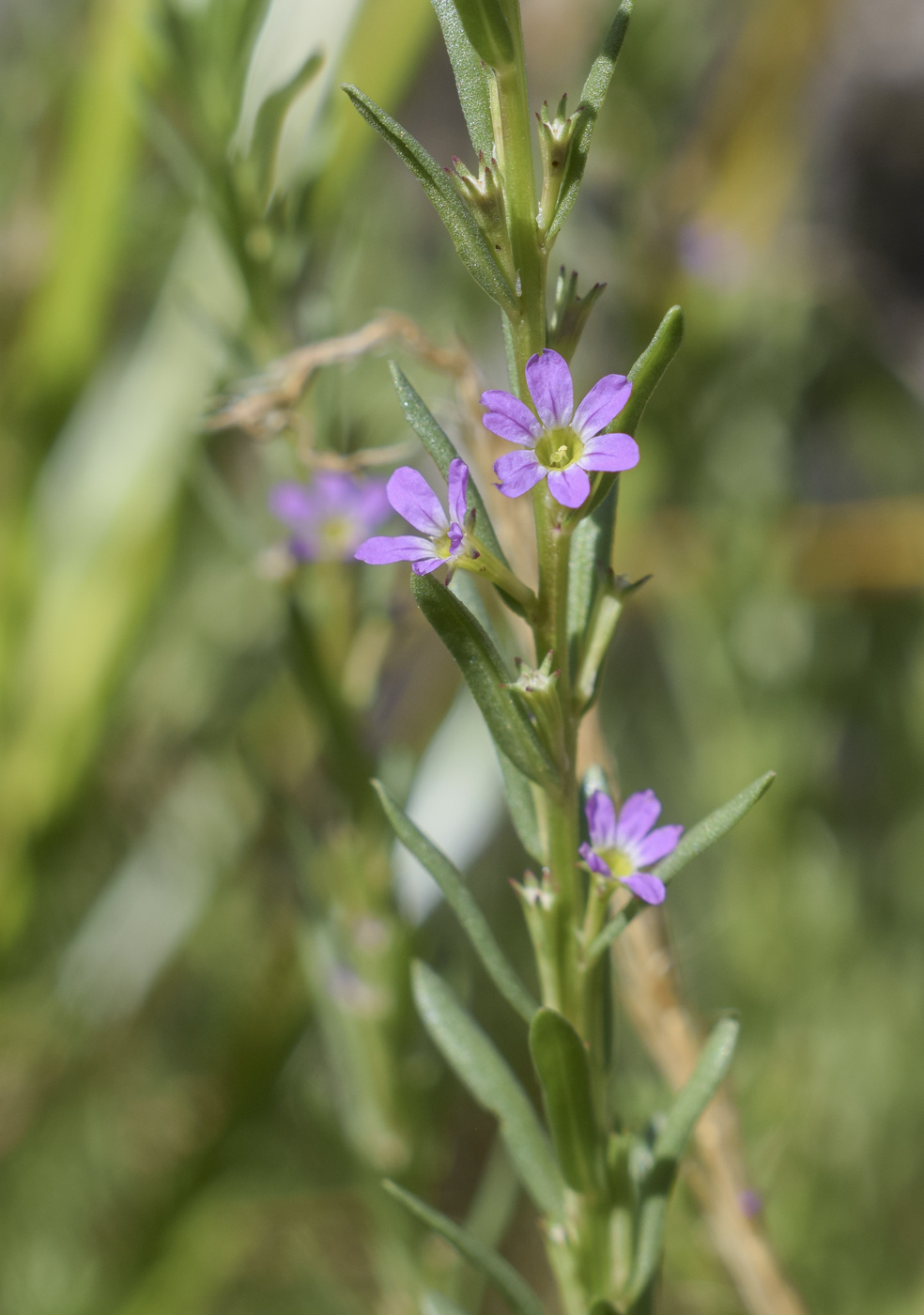 Изображение особи Lythrum hyssopifolia.