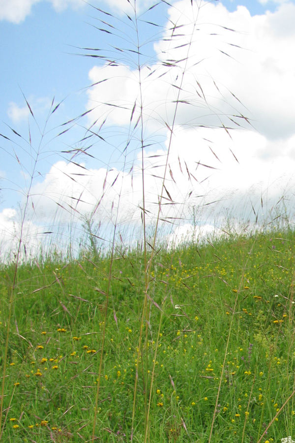 Изображение особи Chrysopogon gryllus.