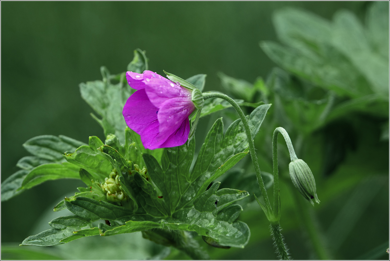 Image of Geranium palustre specimen.