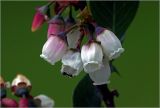 Vaccinium corymbosum