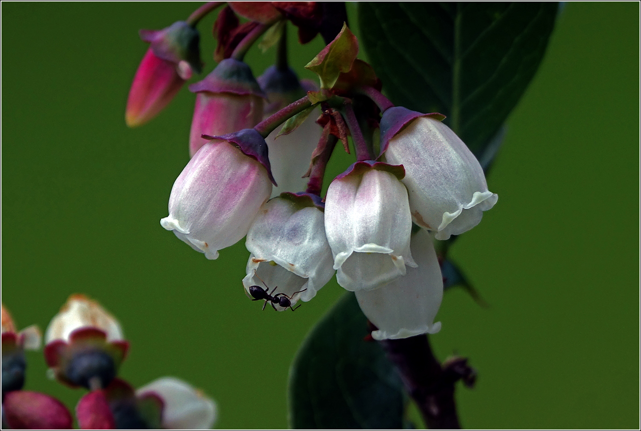 Image of Vaccinium corymbosum specimen.