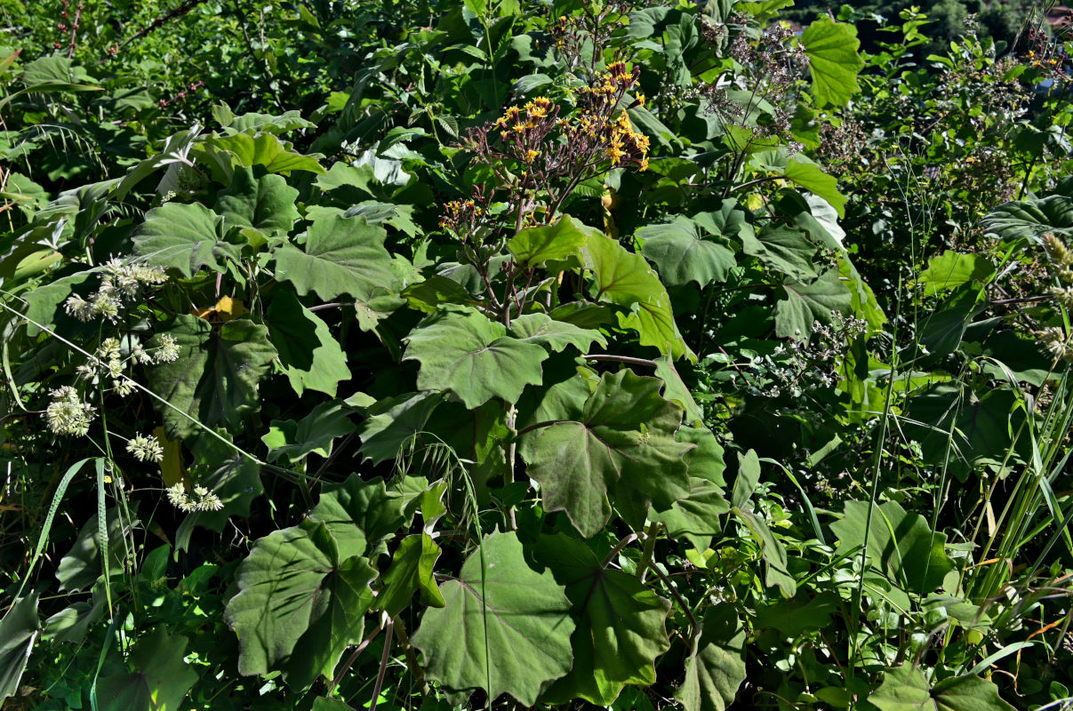 Image of Roldana petasitis specimen.