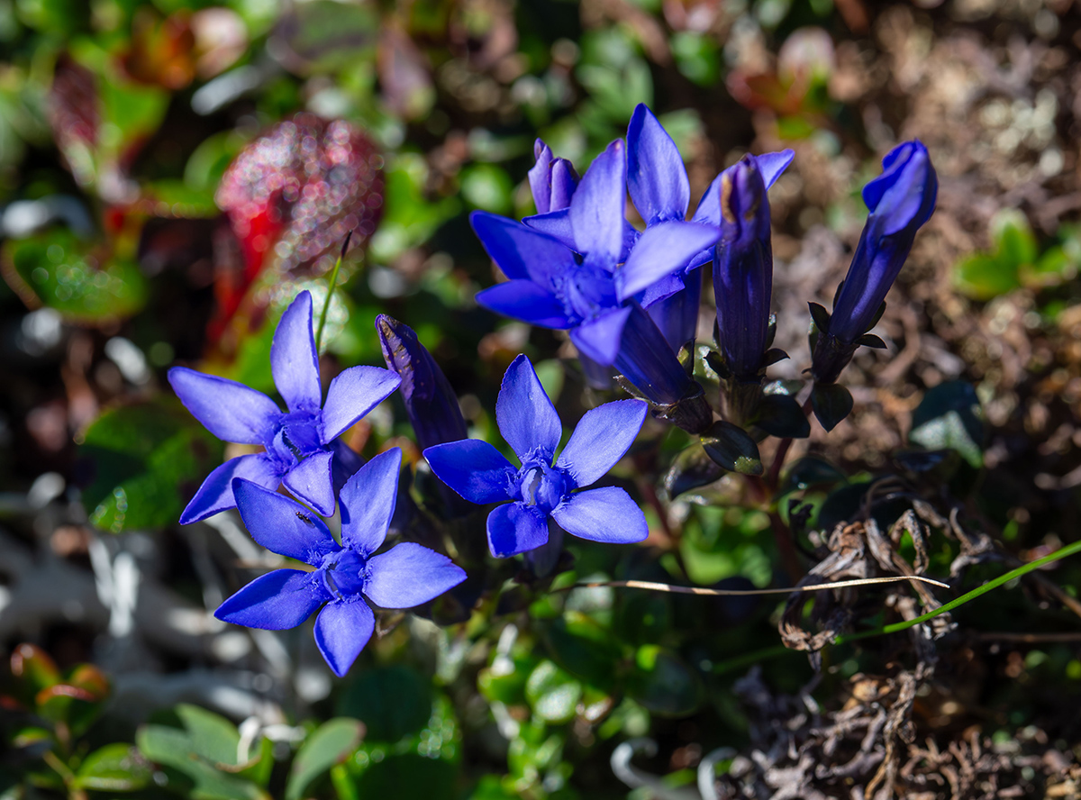 Image of Gentiana jamesii specimen.