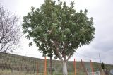 Ceratonia siliqua. Взрослое дерево. Греция, Халкидики. 14.02.2009.