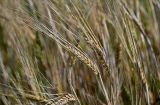 Hordeum distichon. Соплодие. Московская обл., гор. округ Серпухов, дол. р. Протва, окраина поля. 09.08.2026.