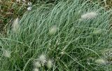 Pennisetum villosum. Верхушка цветущего растения. Португалия, о-в Мадейра, мыс Сан-Лоренцо, сухой склон. 12.06.2026.
