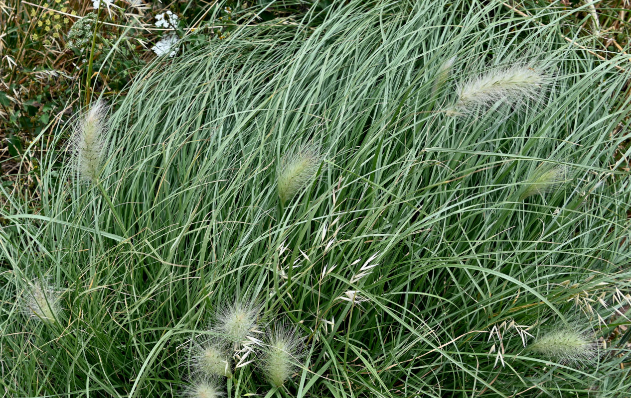 Изображение особи Pennisetum villosum.