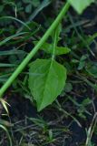 unknown species. Лист. Турция, ил Артвин, окр. храма Отхта, луг. 13 июня 2026 г.