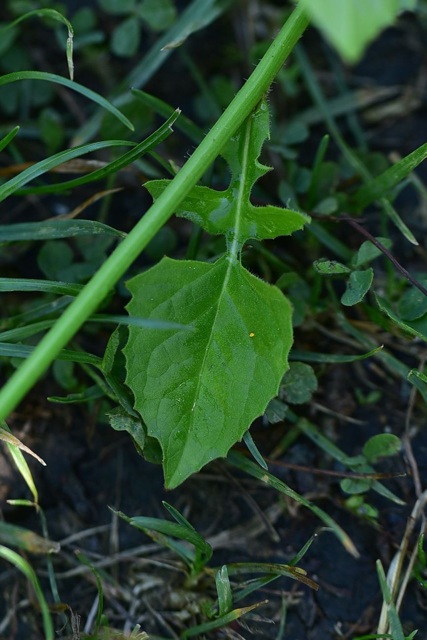 Image of Lapsana intermedia specimen.
