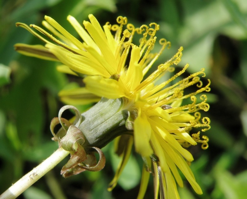 Image of Taraxacum scanicum specimen.