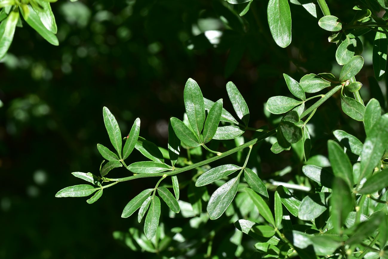 Изображение особи Jasminum fruticans.