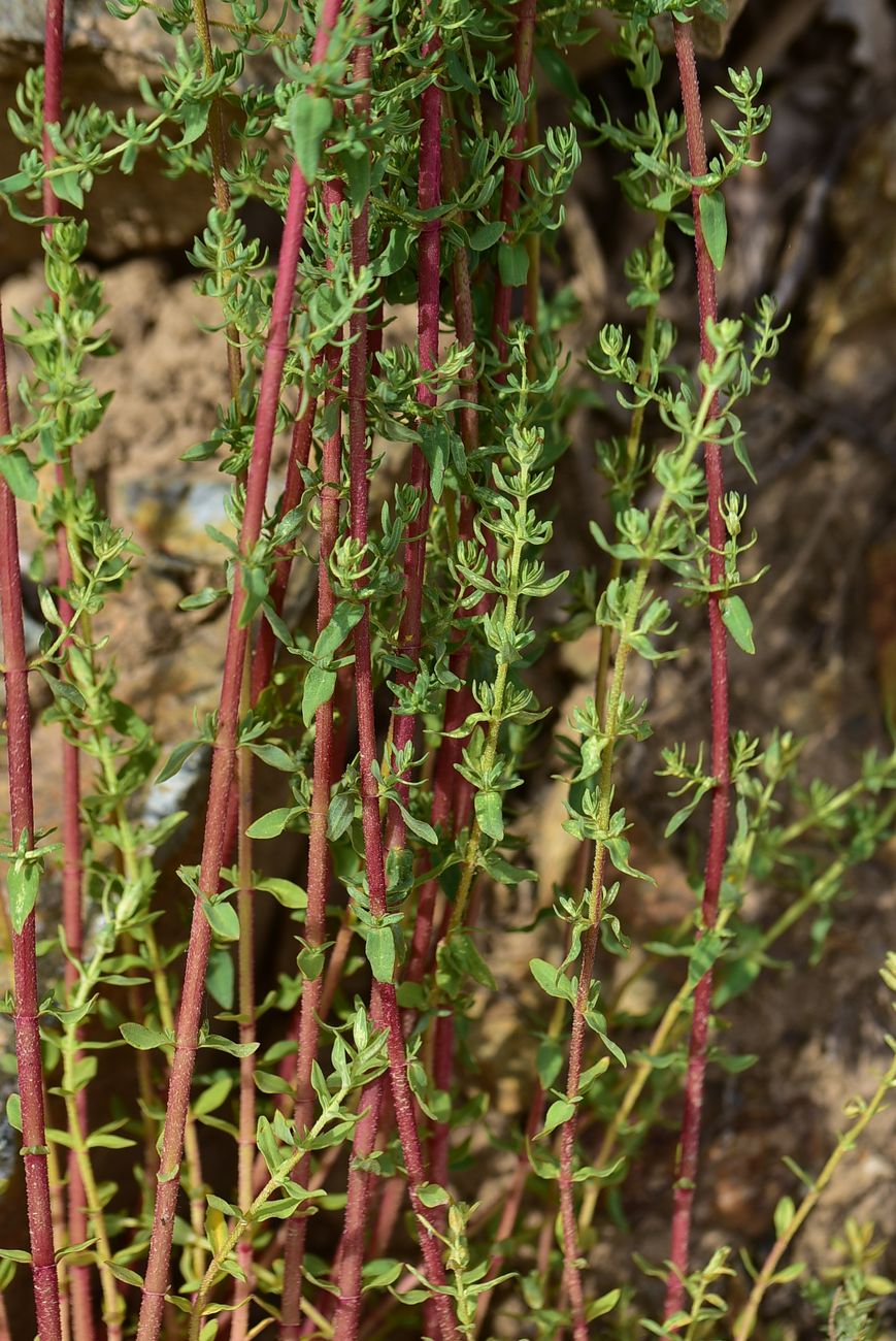 Изображение особи Hypericum scabrum.