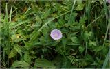 Calystegia sepium. Цветущее растение. Московская обл., Раменский р-н, окр. дер. Хрипань, садовый участок. 18.08.2026.