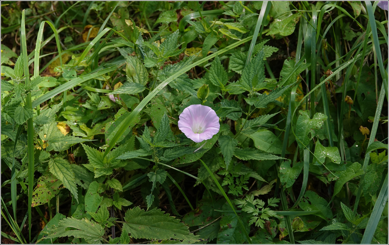 Image of Calystegia spectabilis specimen.