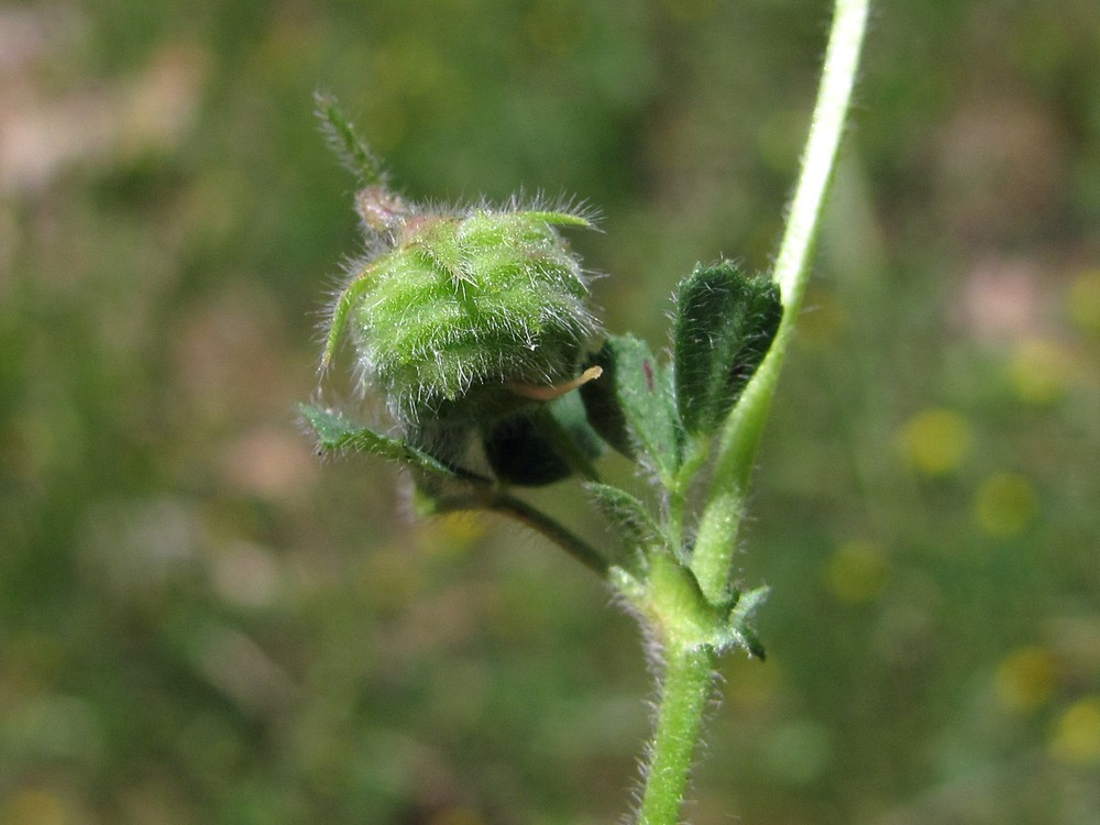 Изображение особи Medicago rigidula.