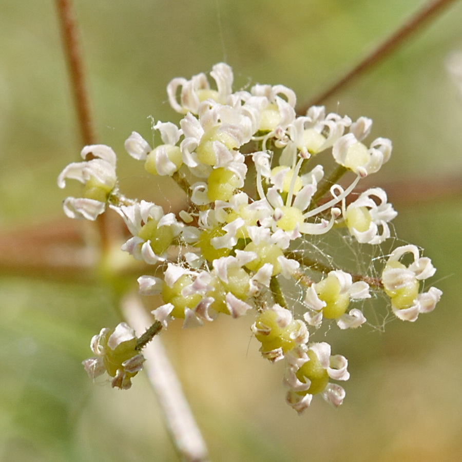 Image of Trinia hispida specimen.