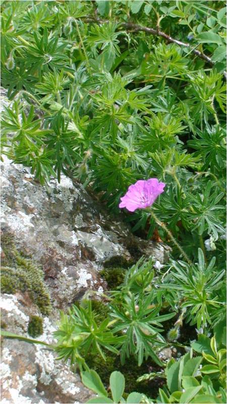 Изображение особи Geranium sanguineum.