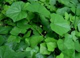 Menispermum dauricum. Растение в фазе бутонизации. Москва, ГБС РАН. 17.06.2011.