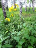 Crepis sibirica