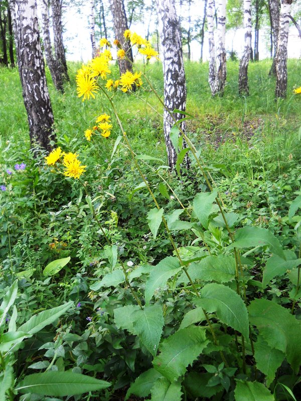 Image of Crepis sibirica specimen.