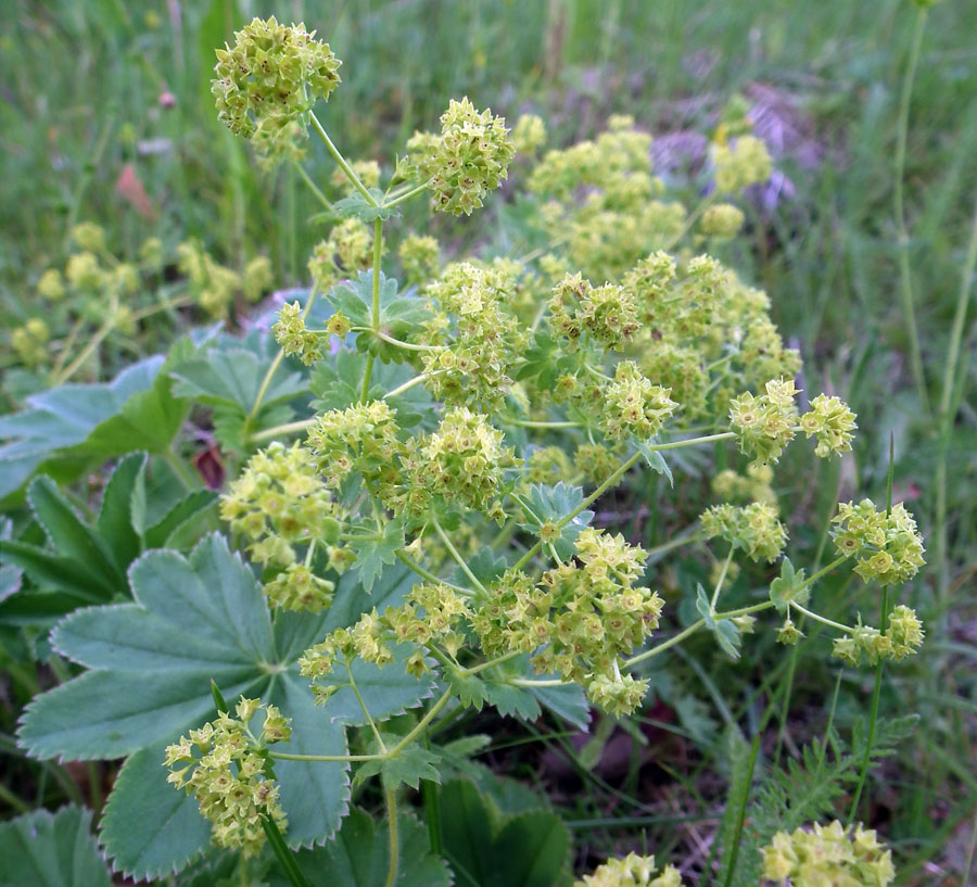 Изображение особи Alchemilla monticola.