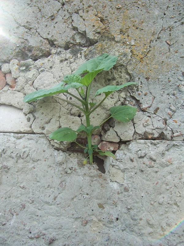 Image of Cyclachaena xanthiifolia specimen.