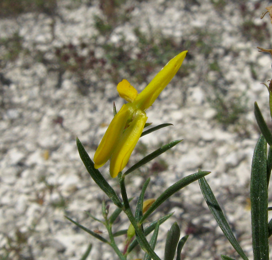 Изображение особи Genista tanaitica.