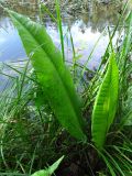 Rumex hydrolapathum