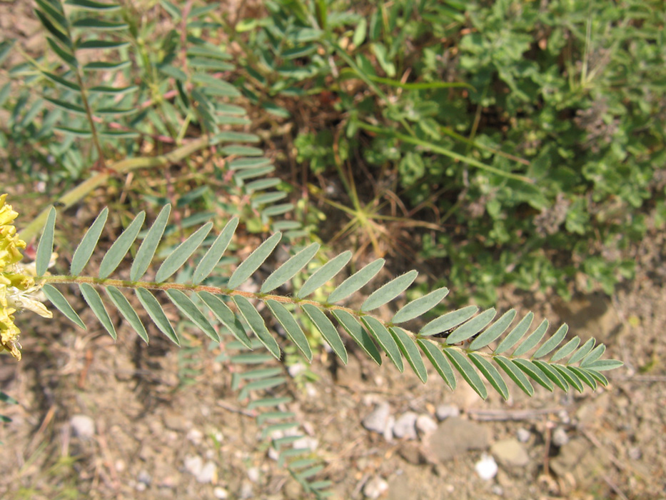 Image of Astragalus ponticus specimen.