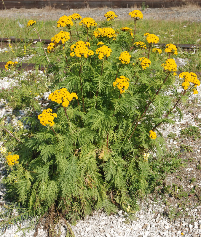 Image of Tanacetum vulgare specimen.