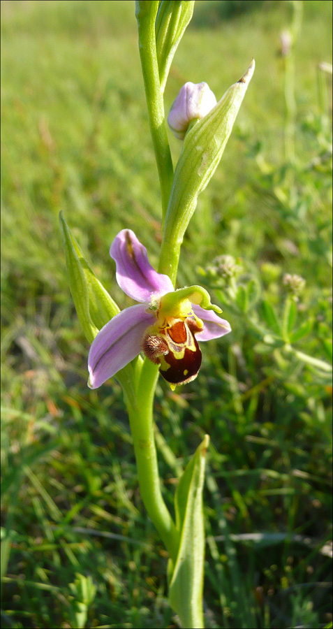 Изображение особи Ophrys apifera.