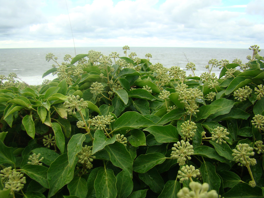 Изображение особи Hedera helix.