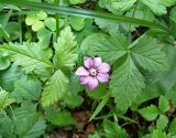 Rubus arcticus. Цветущее растение. Вологодская обл. Сокольский р-н, д. Шилыково, Шилыковский еловый бор. 10 июня 2007 г.