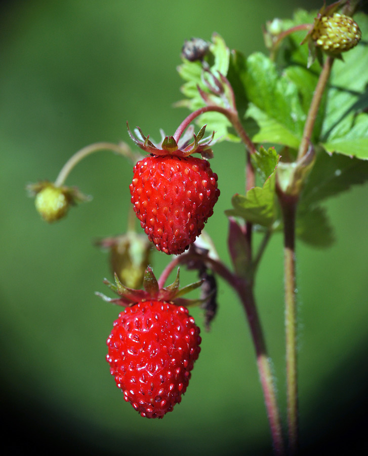 Изображение особи Fragaria vesca.