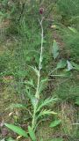 Cirsium heterophyllum. Отцветающее растение. Свердловская обл., окр. г. Североуральск, южная окраина Колонгинского водохранилища, болото. 14.08.2011.