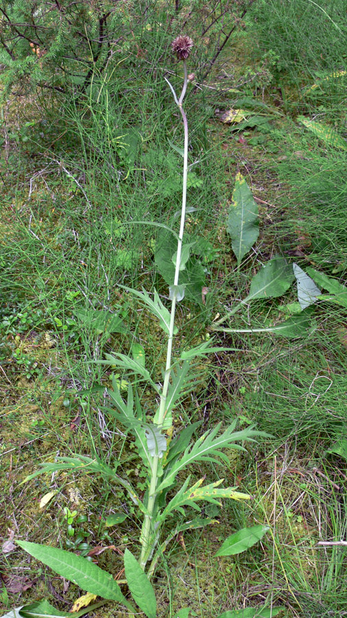 Изображение особи Cirsium heterophyllum.