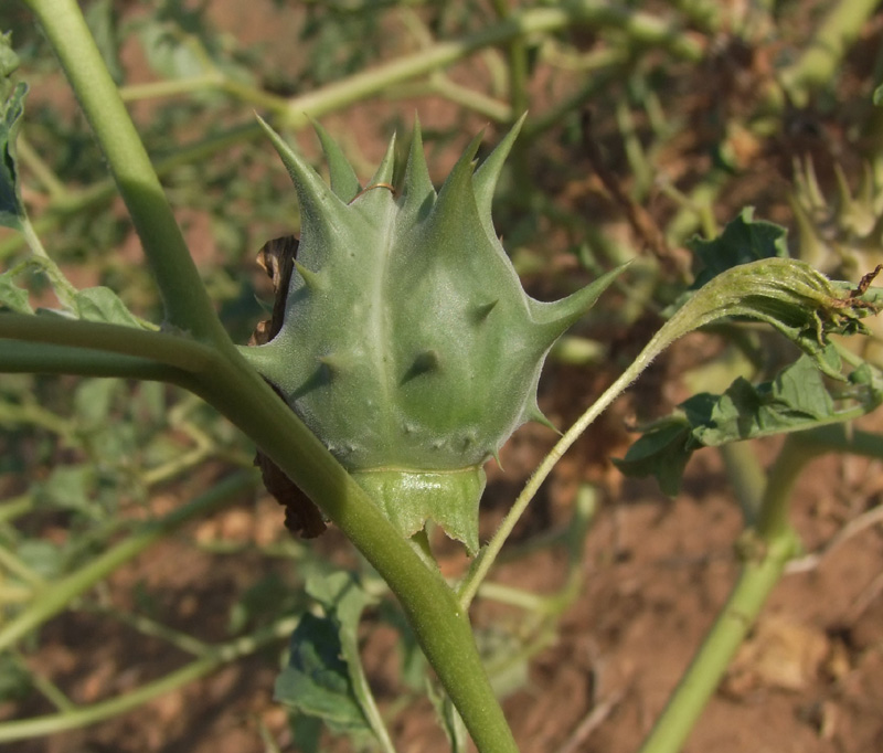 Image of Datura ferox specimen.