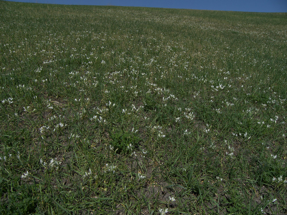 Изображение особи Ornithogalum navaschinii.