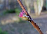 Corylus avellana