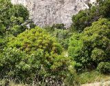 Arbutus andrachne. Молодые деревья. Крым, ландшафтный заказник \"Мыс Айя\". Июнь 2004 г.