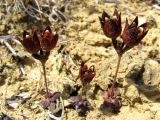 Androsace maxima. Плодоносящие растения. Крым, мыс Лукулл. 1 июля 2010 г.