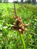 Schoenoplectus triqueter