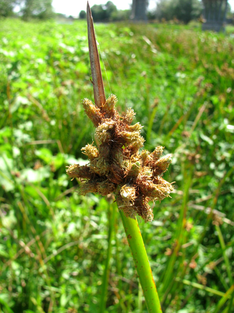 Image of Schoenoplectus triqueter specimen.