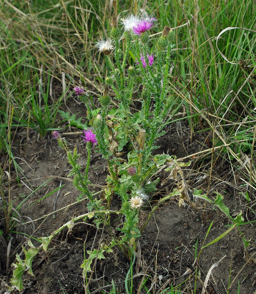 Изображение особи Carduus acanthoides.