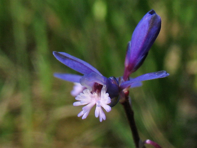 Image of Polygala serpyllifolia specimen.