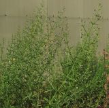 Teucrium procerum. Верхушки цветущих растений. Израиль, ботанический сад Тель-Авивского университета. 16.04.2012.