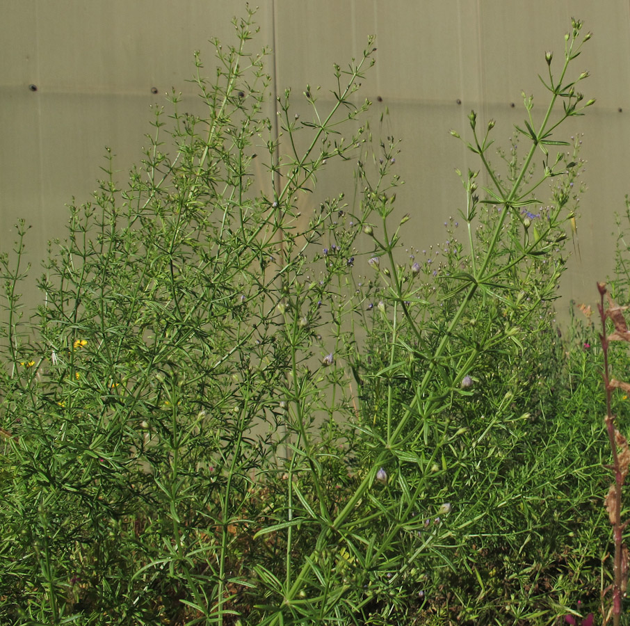 Image of Teucrium procerum specimen.