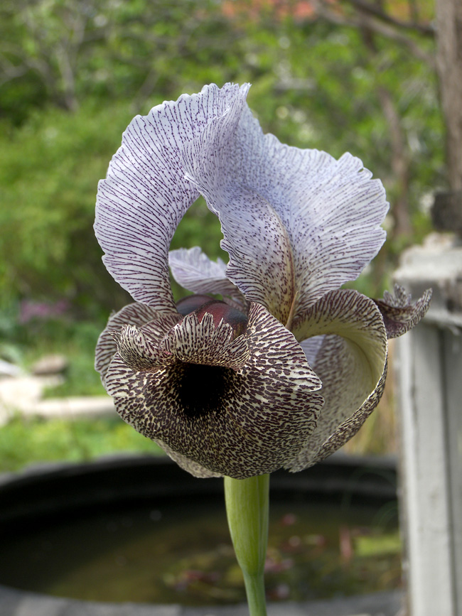 Image of Iris kirkwoodii specimen.